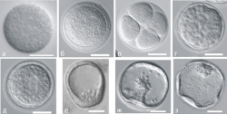 Влияние сурамина и сурамина и факторов роста (FGF или PDGF) на эмбриогенез морского ежа S. intermedius.