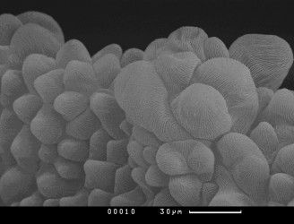 Полиплоидные клетки лепестка мутанта fip1 Arabidopsis thaliana (L.) Heynh