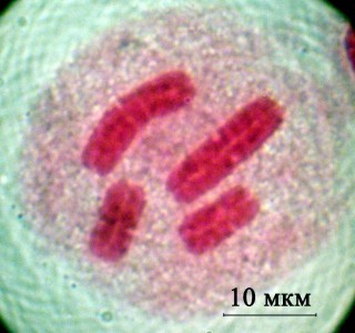 Фото хромосомного набора одной из соматических клеток космополитного червяка Gyratrix hermaphroditus